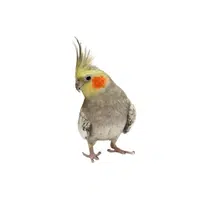 Cockatiel | Domestic Animals Names in English