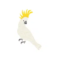 Cockatoo | Domestic Animals Names in English