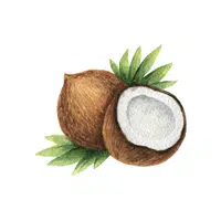 Coconut | Types of Nuts Names in English