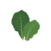 Collard greens | Leafy Vegetables Names in English