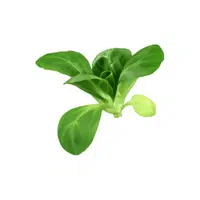 Corn salad greens | Leafy Vegetables Names in English