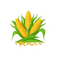 Corn | Organic Food Items in English