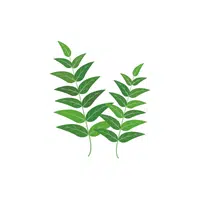 Curry leaves | Leafy Vegetables Names in English