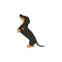 Dachshund | Domestic Animals Names in English