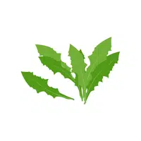 Dandelion greens | Leafy Vegetables Names in English