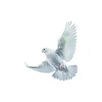 Dove | Domestic Animals Names in English
