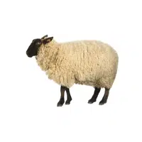 Ewe | Domestic Animals Names in English