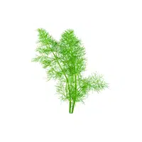 Fennel leaves | Leafy Vegetables Names in English