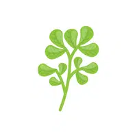 Fenugreek leaves| Leafy Vegetables Names in English