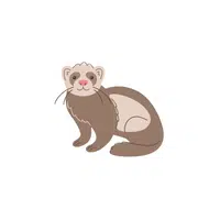 Ferret | Domestic Animals Names in English