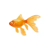 Goldfish