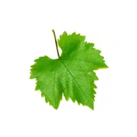 Grape leaves | Leafy Vegetables Names in English