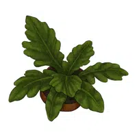 Gynura leaves | Leafy Vegetables Names in English