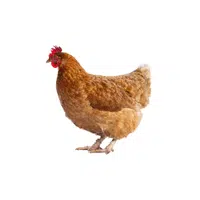 Hen | Domestic Animals Names in English