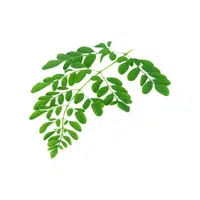 Horseradish leaves | Leafy Vegetables Names in English