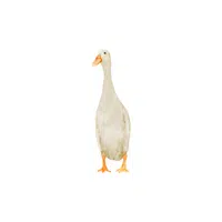 Indian Runner Duck 