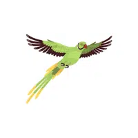 Indian ringneck
