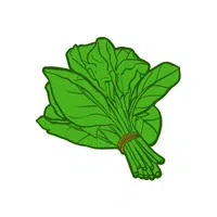 Indian spinach | Leafy Vegetables Names in English