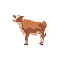 Jersey Cow 