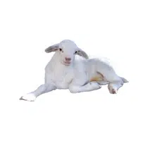 Katahdin Sheep