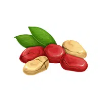 Kola Nut | Types of Nuts Names in English