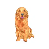 Labrador (dog breed)