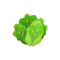 Lettuce | Organic Food Items in English