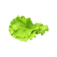 Lettuce | Leafy Vegetables Names in English