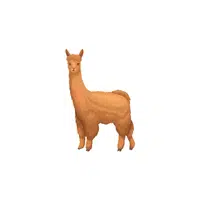 Llama | Domestic Animals Names in English
