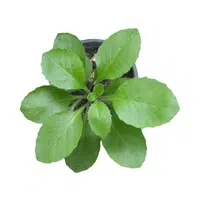 Longevity spinach | Leafy Vegetables Names in English