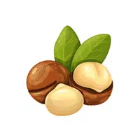 Macadamia