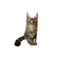 Maine Coon cat
