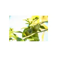 Malabar Chestnut | Types of Nuts Names in English