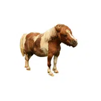 Miniature Horse