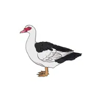 Muscovy Duck | Domestic Animals Names in English