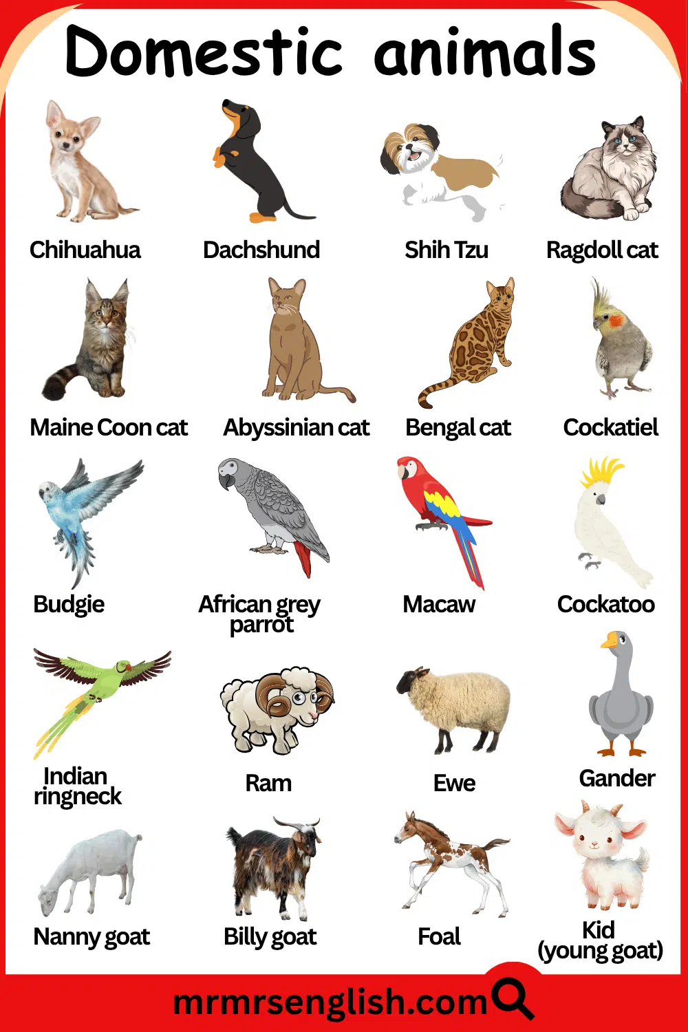 Names Of Domestic Animals with Pictures