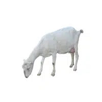 Nanny goat
