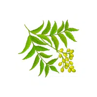 Neem leaves | Leafy Vegetables Names in English