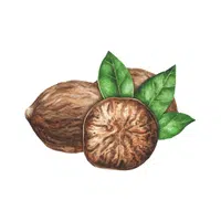 Nutmeg | Types of Nuts Names in English