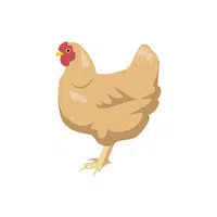 Orpington Chicken | Domestic Animals Names in English