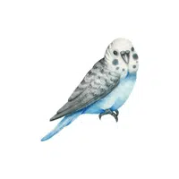 Parakeet