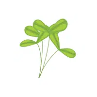 Pea shoots | Leafy Vegetable name