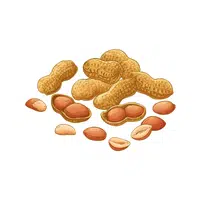 Peanuts | Types of Nuts Names in English