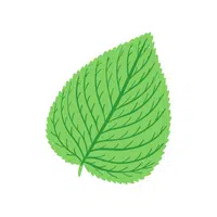 Perilla leaves | Leafy Vegetable name