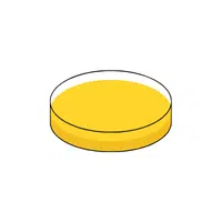 Petri Dish - Science Lab Items Names