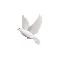 Pigeon | Domestic Animals Names in English