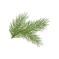 Pine Needles