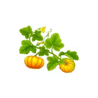 Pumpkin leaves | Leafy Vegetable name