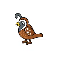 Quail | Domestic Animals Names in English