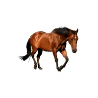 Quarter Horse | Domestic Animals Names in English
